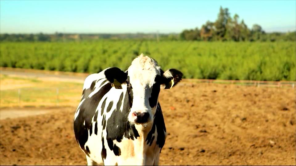 Cow on a farm